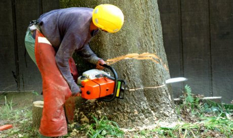 Élagage et abattage d'arbres par paysagiste élagueur à Albertville 