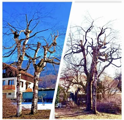 Travaux du mois : février taille des arbres PAYSAGISTE Albertville, Albertville, Parcs et Jardins