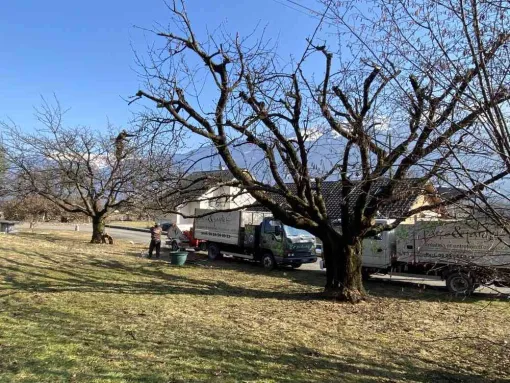 Taille arbres fruitiers et ornements Albertville, Albertville, Parcs et Jardins