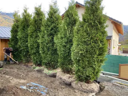 Paysagiste à Saint-Alban-d'Hurtières pour la réalisation de brise-vue de jardin végétal, Albertville, Parcs et Jardins