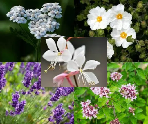 Plantes locales et résistantes : le top 5 pour un jardin sans ramassage, Albertville, Parcs et Jardins