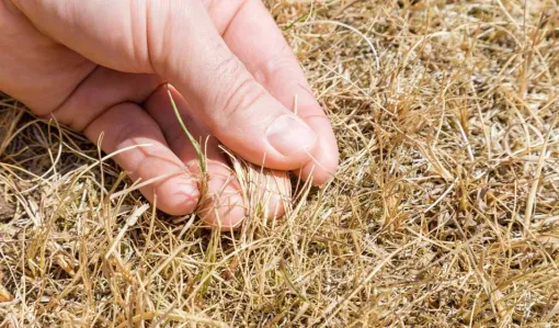 Pelouse jaunit : faut-il vraiment arroser en été ?, Albertville, Parcs et Jardins