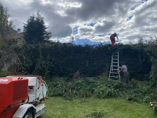 Réduction et taille de haie de cyprès vers Chambéry, Albertville, Parcs et Jardins