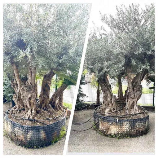 Vente de plantes méditerranéennes à Chambéry, Albertville, Parcs et Jardins