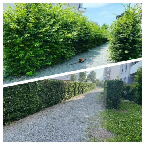 Taille de haie de charmilles vers Chambéry, Albertville, Parcs et Jardins
