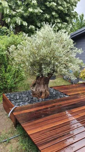 Vente et plantation olivier sur terrasse en bois à Chambéry, Albertville, Parcs et Jardins