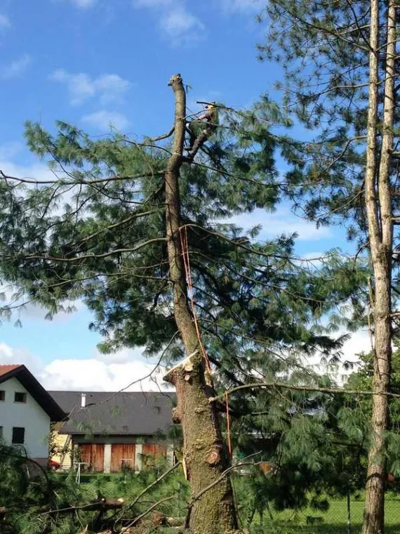 Nous assurons l’élagage et l’abattage de vos arbres tout en respectant les règles de sécurité et la nature de l’arbre., Albertville, Parcs et Jardins