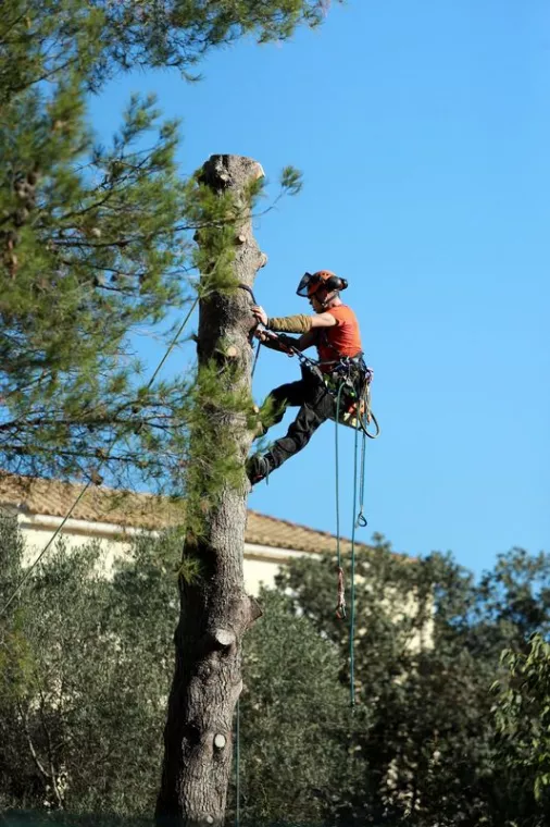 Quelle période pour l'élagage des arbres ?, Albertville, Parcs et Jardins