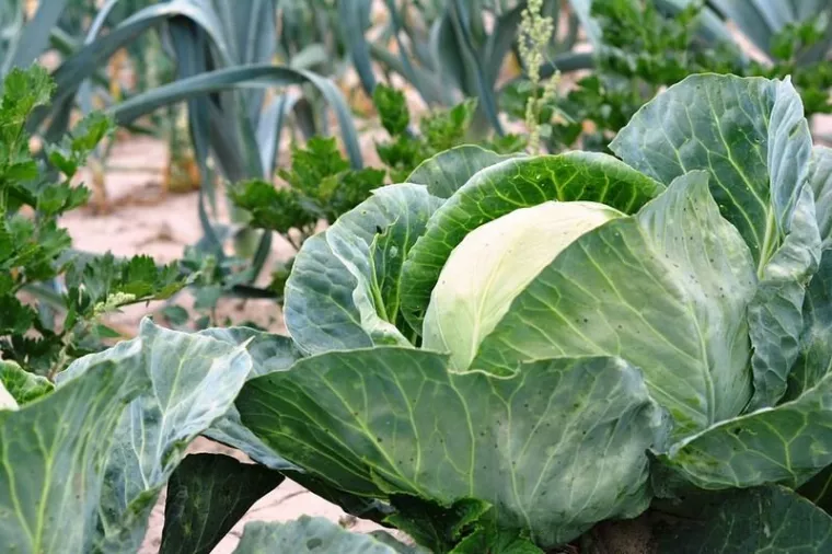 Entretien du jardin potager, Albertville, Parcs et Jardins