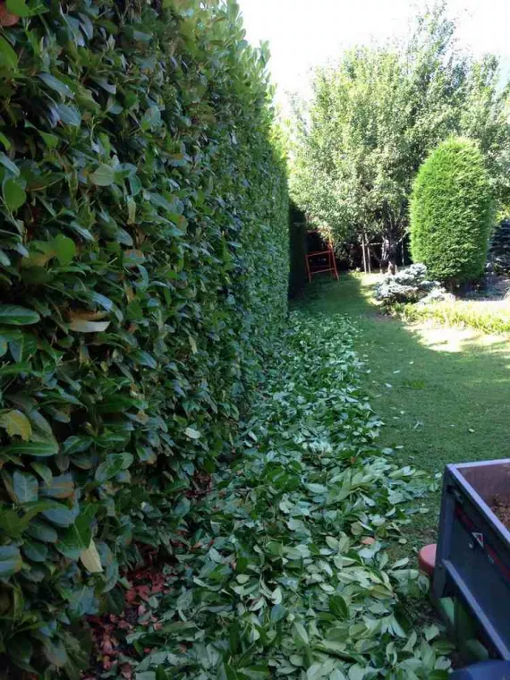 Haies, Albertville, Parcs et Jardins