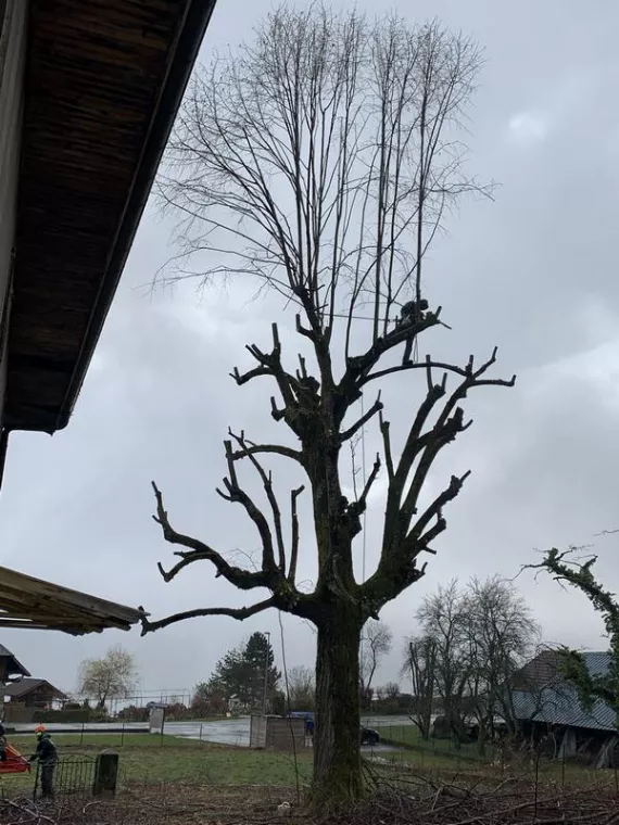 Taille tilleul Centenaire, Albertville, Parcs et Jardins