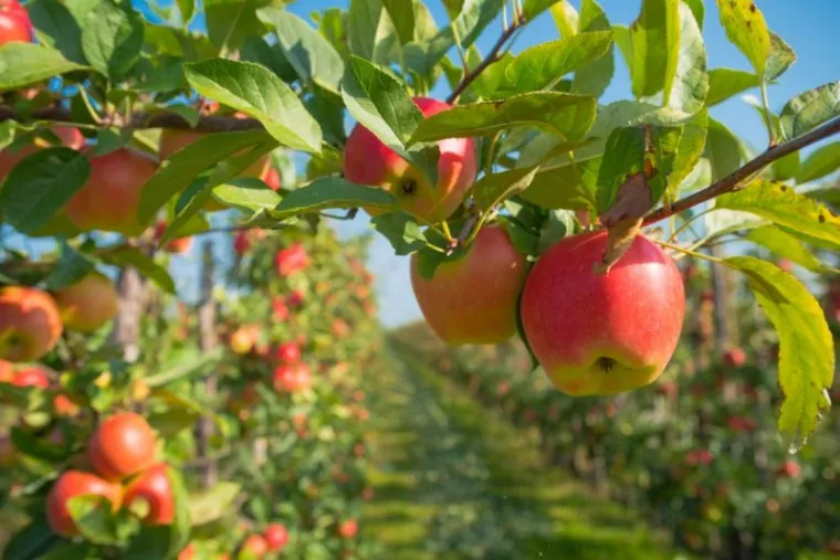 Vente d'arbres fruitiers à Albertville, Albertville, Parcs et Jardins