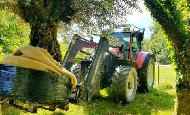 Plantation d’Oliviers centenaires à Albertville, Albertville, Parcs et Jardins