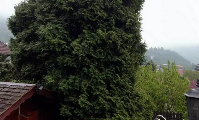 Nous assurons l’élagage et l’abattage de vos arbres tout en respectant les règles de sécurité et la nature de l’arbre., Albertville, Parcs et Jardins