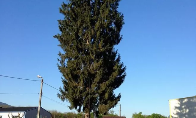 Nous assurons l’élagage et l’abattage de vos arbres tout en respectant les règles de sécurité et la nature de l’arbre., Albertville, Parcs et Jardins