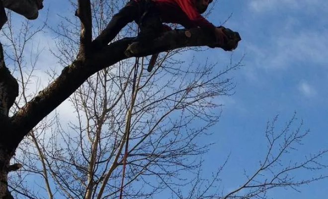 Après l’élagage de vos arbres, Albertville, Parcs et Jardins