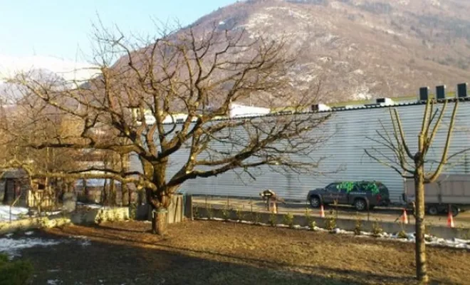 Un jardin impeccable en été comme en hiver ?, Albertville, Parcs et Jardins