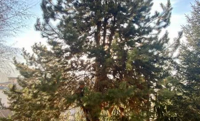 Taille des arbres fruitiers et d’ornement, Albertville, Parcs et Jardins