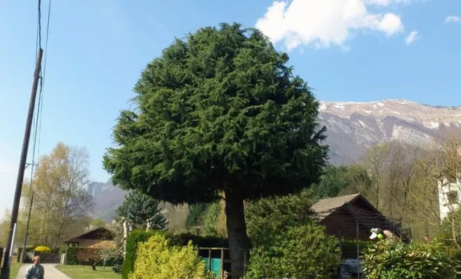 Taille des arbres fruitiers et d’ornement, Albertville, Parcs et Jardins