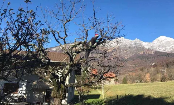 Taille des arbres fruitiers et d’ornement, Albertville, Parcs et Jardins